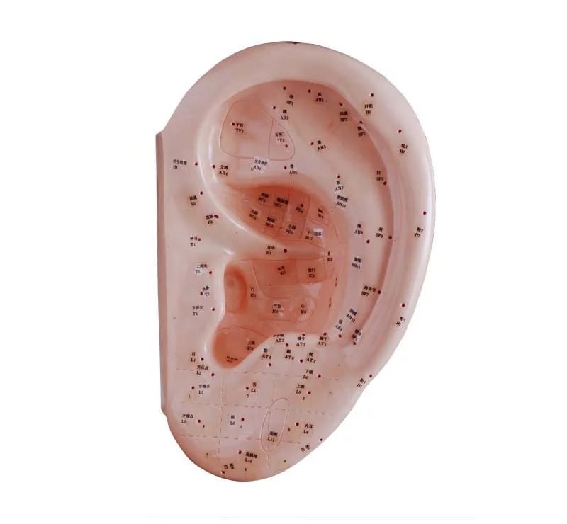 Model ucha do nauki akupunktury i aurikuloterapii 13 cm