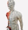 Model anatomiczny z mięśniami 84 cm – punkty akupunktury i meridiany