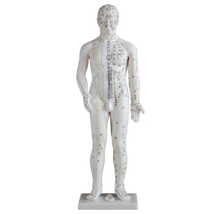 Model akupunkturowy człowieka 50 cm