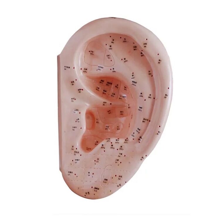 Model ucha do akupresury 40 cm z zaznaczonymi punktami refleksologicznymi – pomoc dydaktyczna do nauki akupunktury i terapii aurikuloterapii