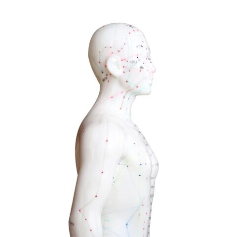 model mężczyzny akupunktura