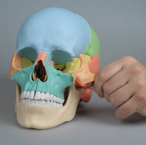 Czaszka człowieka - osteopatyczna, kolorowa - 22 części