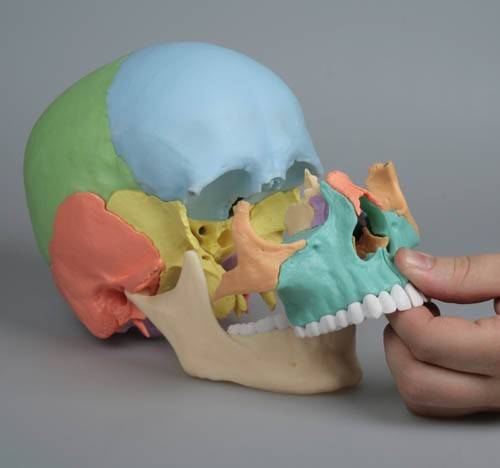 Czaszka człowieka - osteopatyczna, kolorowa - 22 części