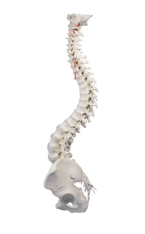 Elastyczny model kręgosłupa z miednicą
