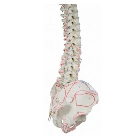 Elastyczny model kręgosłupa z przyczepami