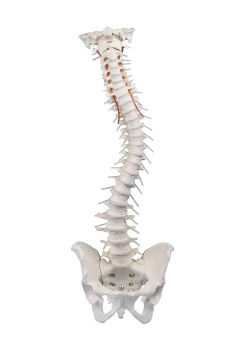 Elastyczny model kręgosłupa z miednicą