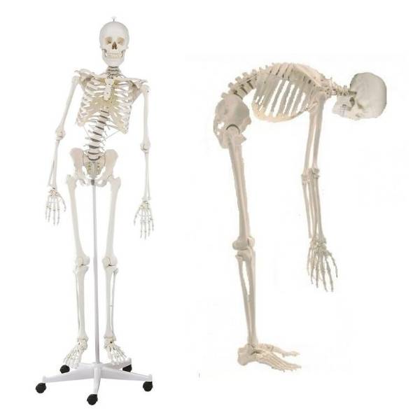 Elastyczny szkielet człowieka z ruchomym kręgosłupem