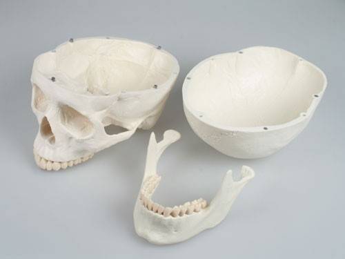 Model czaszki - 3 części