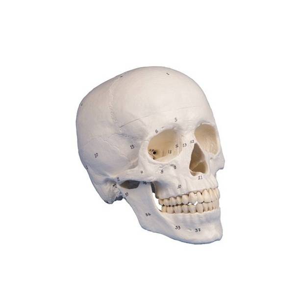 Model czaszki człowieka z nazwami kości - 3 części