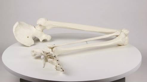 Model kończyny dolnej człowieka ze stawem biodrowym