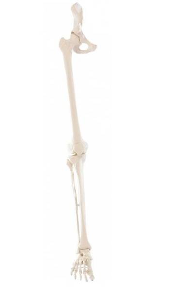 Model kończyny dolnej człowieka
