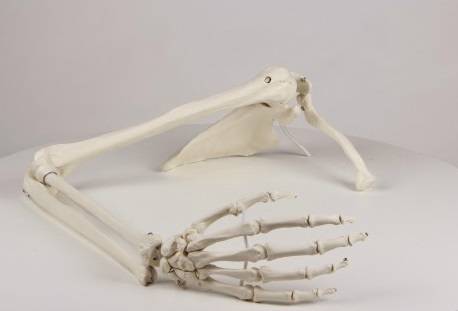 Model kończyny górnej człowiekaModel kończyny górnej człowieka