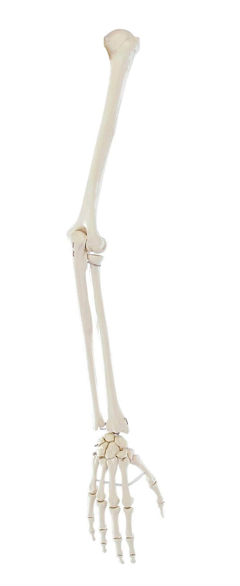Model kończyny górnej człowieka bez łopatki