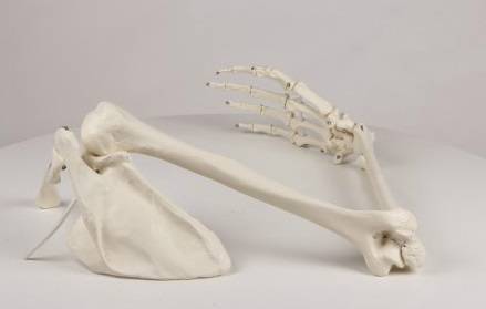 Model kończyny górnej człowieka z elastyczną obręczą barkową