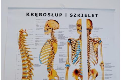 kręgosłup i szkielet