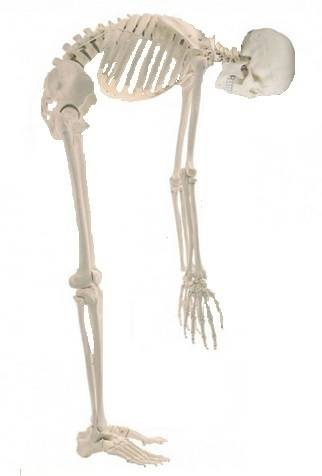 model szkieletu człowieka