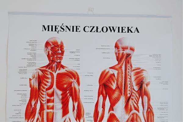 plakat mięśnie człowieka