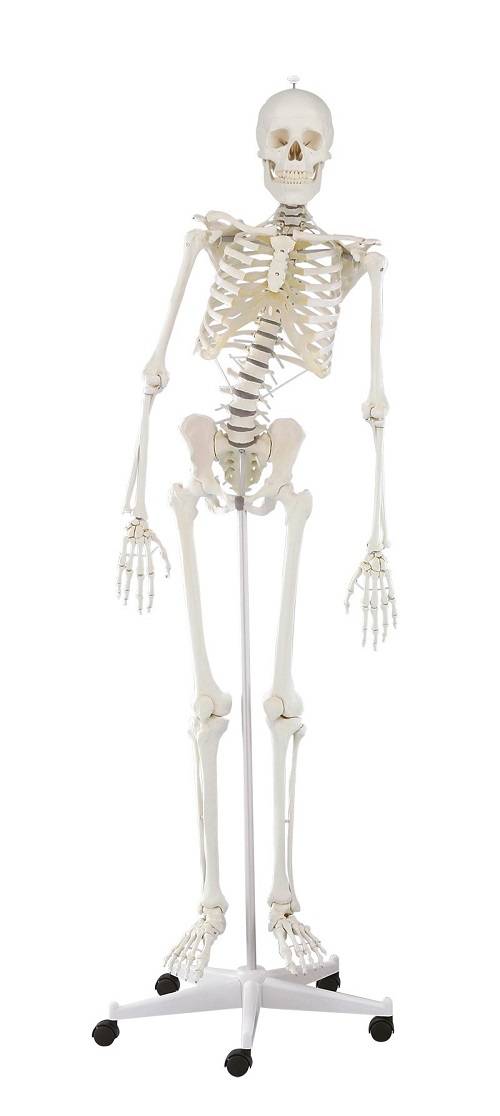 szkielet człowieka