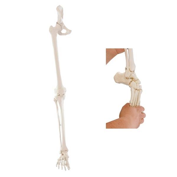 Model kończyny dolnej człowieka - elastyczny staw biodrowy i kolanowy + stopa