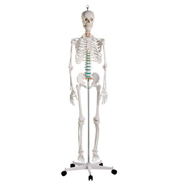 Pełnowymiarowy szkielet anatomiczny człowieka - 178 cm