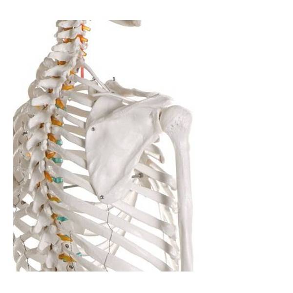 szkielet anatomiczny człowieka