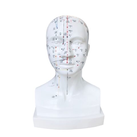 Model akupunkturowy głowy wymiar rzeczywisty