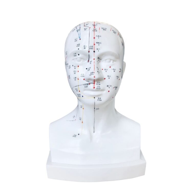 Model akupunkturowy głowy wymiar rzeczywisty