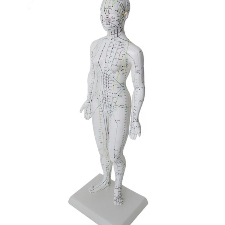 Model akupunkturowy kobiety 48 cm