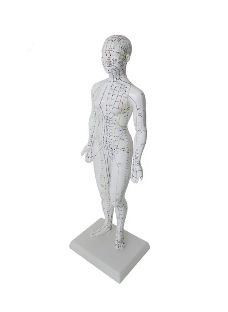 Model akupunkturowy kobiety 48 cm