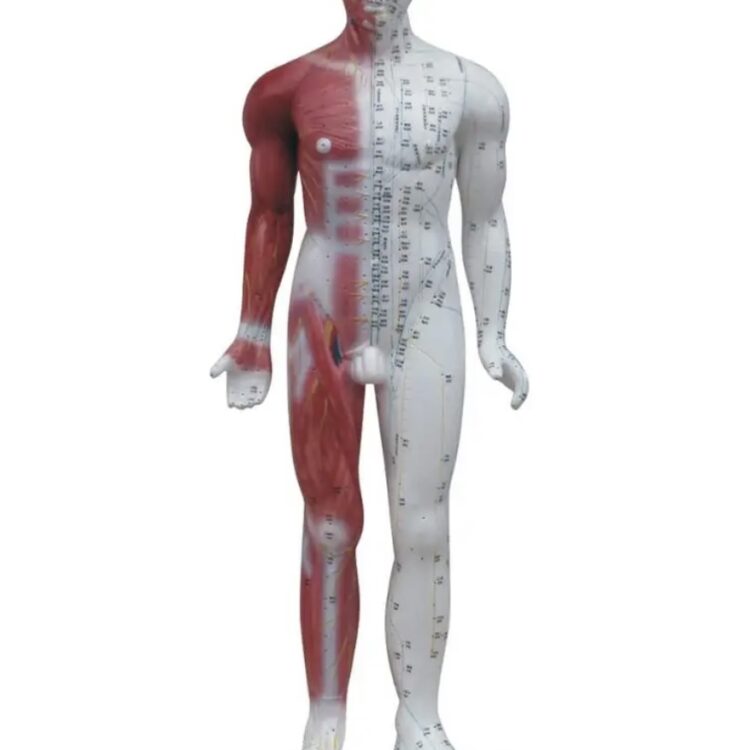 Model akupunkturowy z mięśniami 84 cm