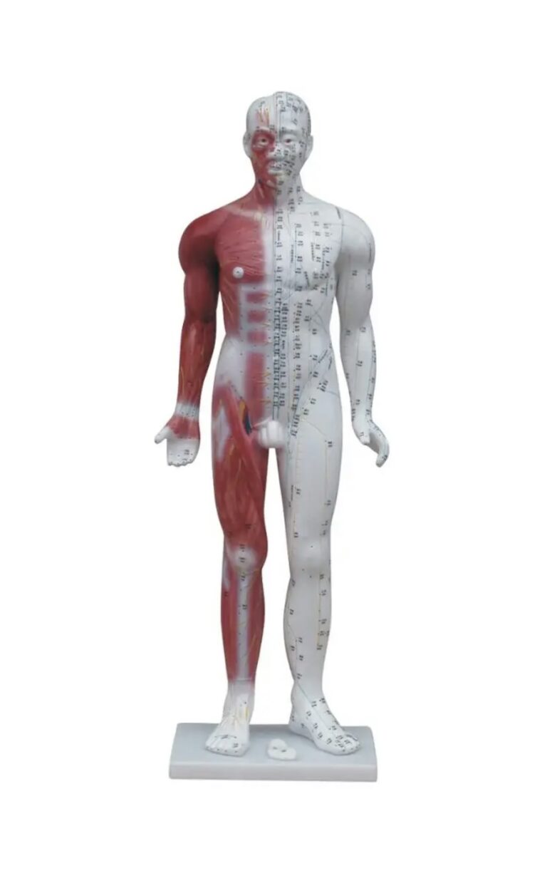 Model akupunkturowy z mięśniami 84 cm