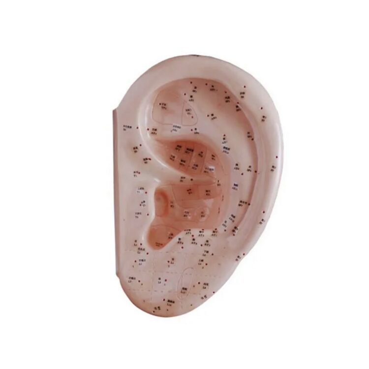 Sztuczne ucho 13 cm z punktami akupresurowymi – model szkoleniowy do terapii aurikuloterapii, masażu refleksologicznego i diagnostyki energetycznej