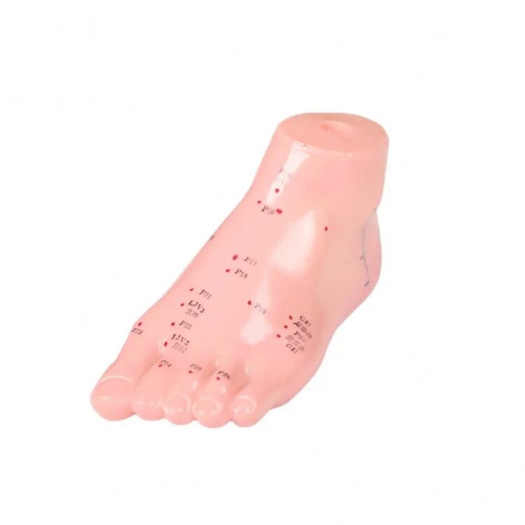 Model stopy do akupresury z zaznaczonymi punktami refleksologicznymi – pomoc dydaktyczna do nauki masażu i terapii stóp - 15 cm