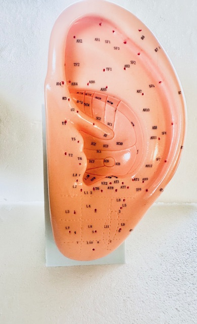 model akupunktura ucho