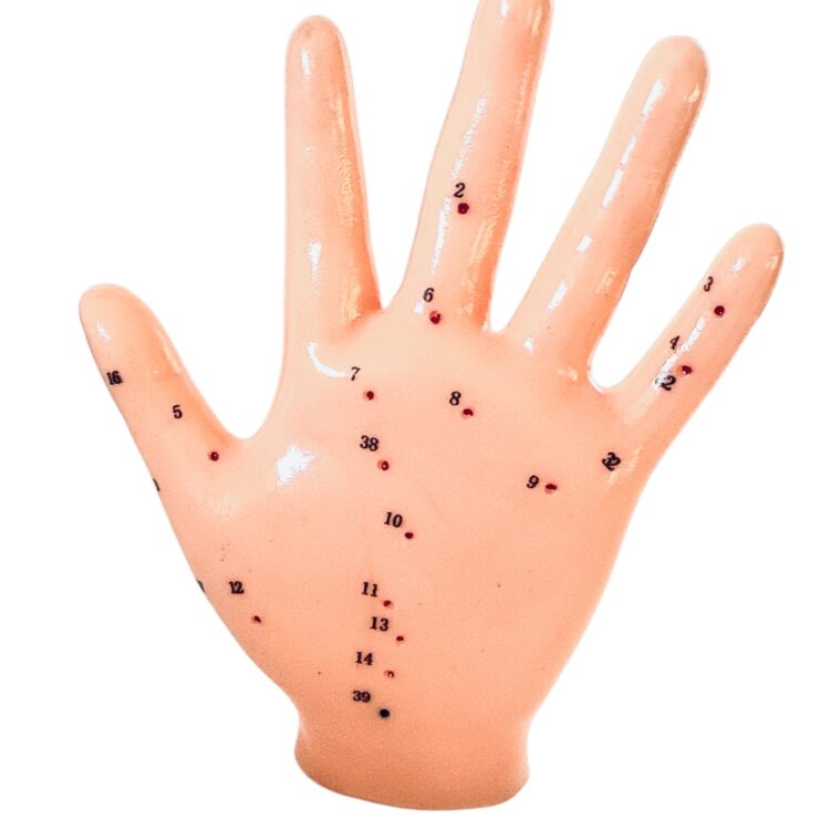 Model akupunkturowy dłoni 13 cm