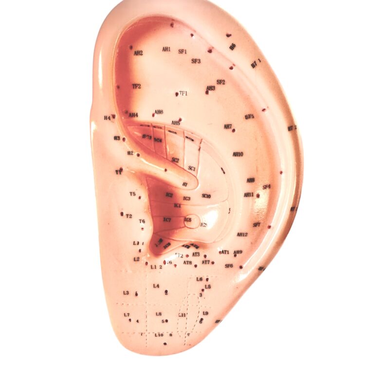 Model akupunkturowy ucha 22 cm na podstawce